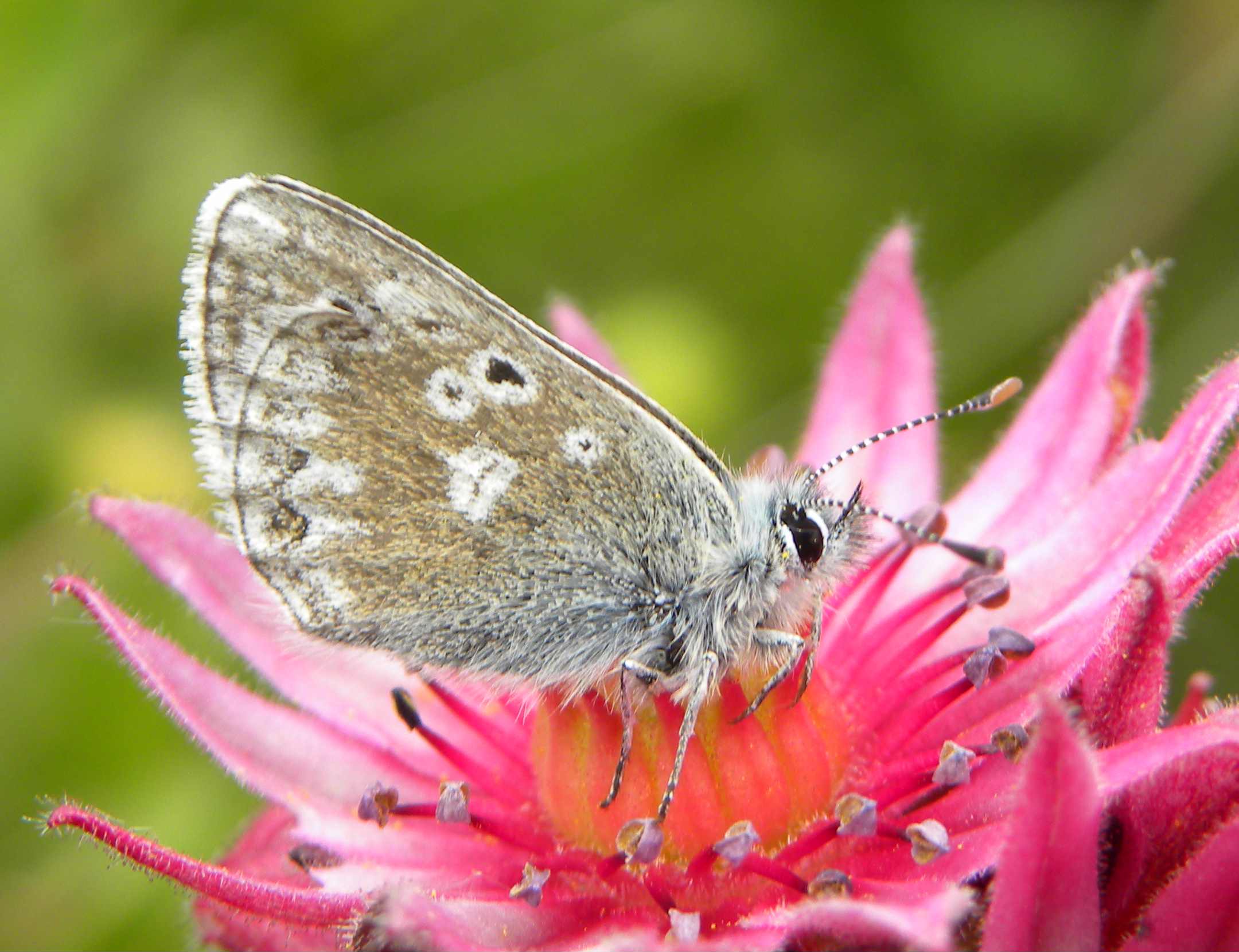 farfalla da identificare